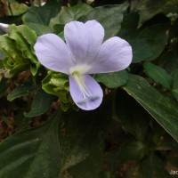 Barleria strigosa Willd.